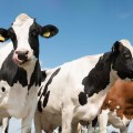 Desafíos de la vaca lechera moderna: Enfoque en soluciones nutricionales y no nutricionales
