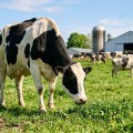 Selisseo®: Una fuente avanzada de selenio orgánico para vacas lecheras