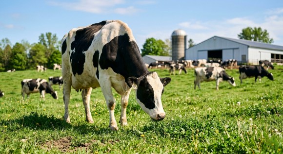 Selisseo®: Una fuente avanzada de selenio orgánico para vacas lecheras