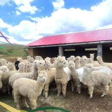 Implementan más de 19 mil cobertizos para proteger alpacas