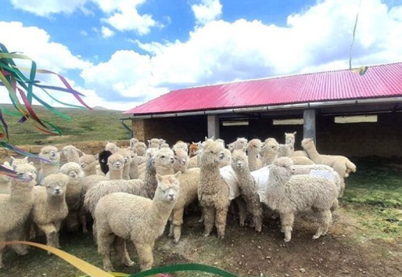 Implementan más de 19 mil cobertizos para proteger alpacas