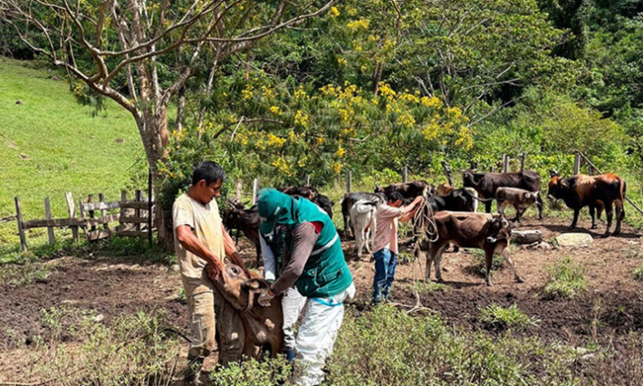 Junín: Realizan jornada de vacunación para prevenir la rabia bovina