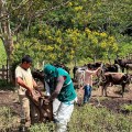 Junín: Realizan jornada de vacunación para prevenir la rabia bovina