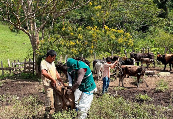 Junín: Realizan jornada de vacunación para prevenir la rabia bovina
