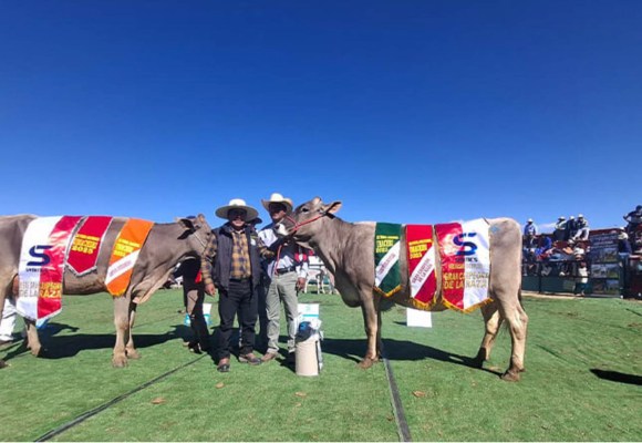 Puno: Fegasur 2026 reunirá lo mejor del sector ganadero y agroindustrial