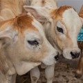 INIA recibe autorización sanitaria para producir material genético de ganado bovino