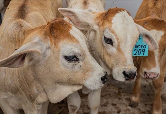 WEP INIA recibe autorización sanitaria para producir material genético de ganado bovino