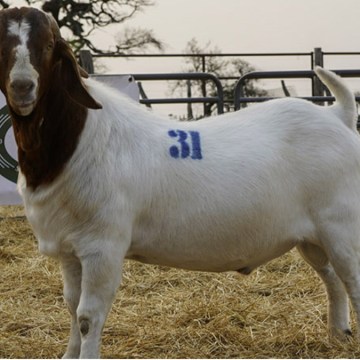 INIA incrementará en 50 % la producción de semen caprino de alta calidad genética