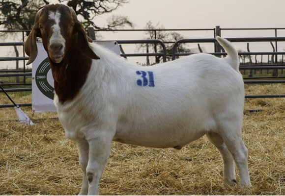 INIA incrementará en 50 % la producción de semen caprino de alta calidad genética