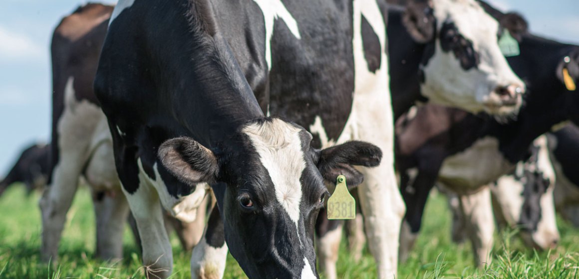 Dietas aniónicas en vacas preparto: cómo implementar programas efectivos de DCAD