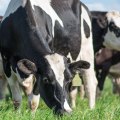 Dietas aniónicas en vacas preparto: Cómo implementar programas efectivos de DCAD