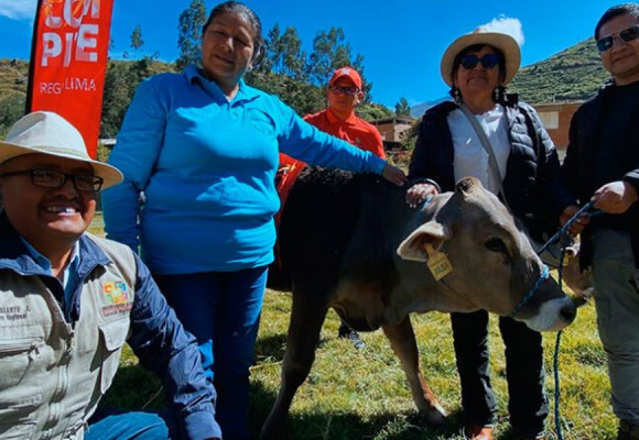 WEB Entregan vaquillas Brown Swiss para mejorar producción lechera de Cajatambo