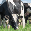Dietas aniónicas en vacas preparto: cómo implementar programas efectivos de DCAD