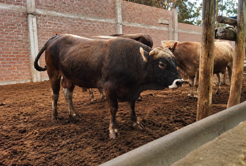 Enfermedad Respiratoria Bovina: El nuevo paradigma