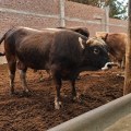 Enfermedad Respiratoria Bovina: El nuevo paradigma
