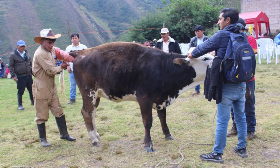 WEB Ganaderos de Llullapuquio son certificados como promotores pecuarios para fortalecer asistencia técnica en Cajamarca