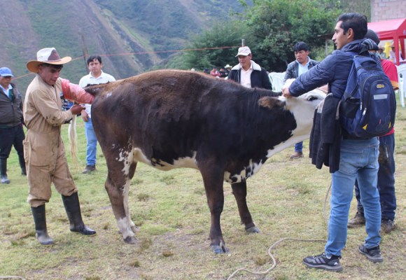 WEB Ganaderos de Llullapuquio son certificados como promotores pecuarios para fortalecer asistencia técnica en Cajamarca