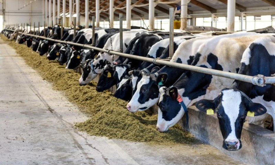 Ganadería lechera peruana refuerza medidas ante llegada de El Niño