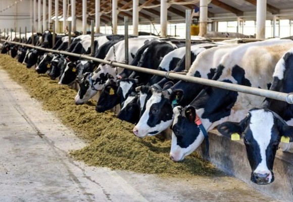 WEB Ganadería lechera peruana refuerza medidas ante llegada de El Niño