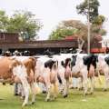 XII Feria Nacional de Ganado Lechero mostrará potencial genético de nuestra ganadería