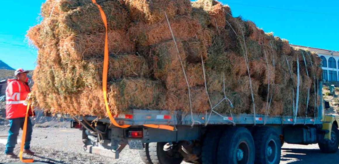 Moquegua: Entregan 200 pacas de alfalfa para atender a alpacas y llamas afectadas por heladas