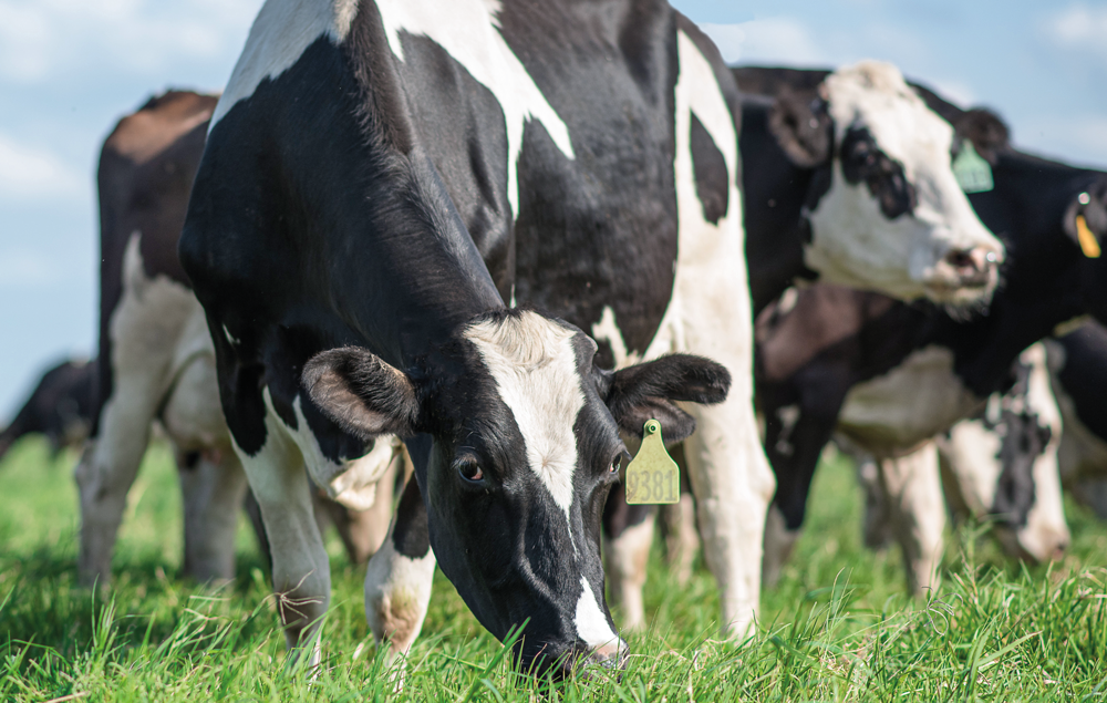 Dietas aniónicas en vacas preparto: cómo implementar programas efectivos de DCAD