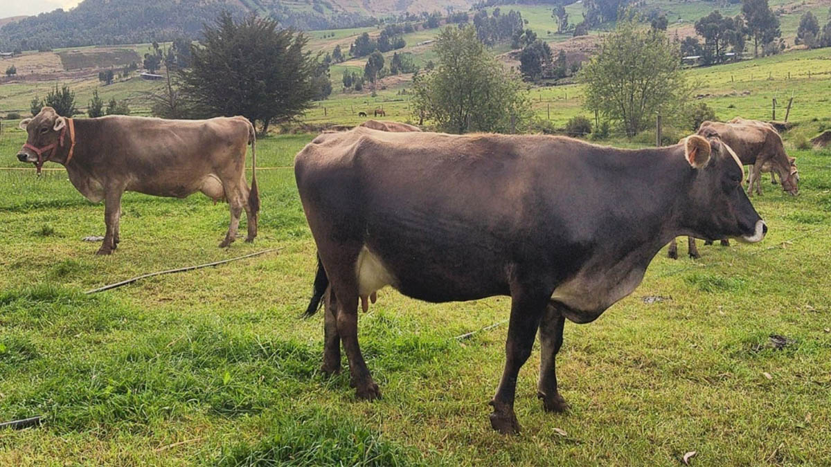 Producción de embriones por multiovulación en vacas Brown Swiss – Parte II