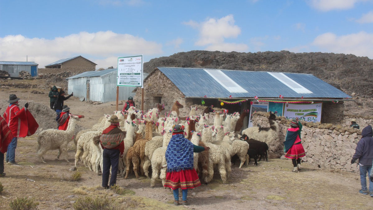 web Cusco: entregan cobertizos que permitirán protección de 45,000 cabezas de ganado
