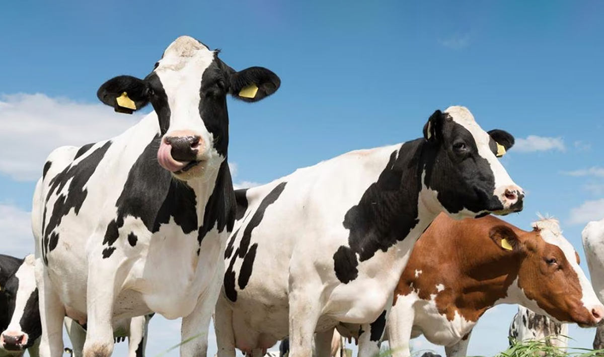 Desafíos de la vaca lechera moderna: Enfoque en soluciones nutricionales y no nutricionales