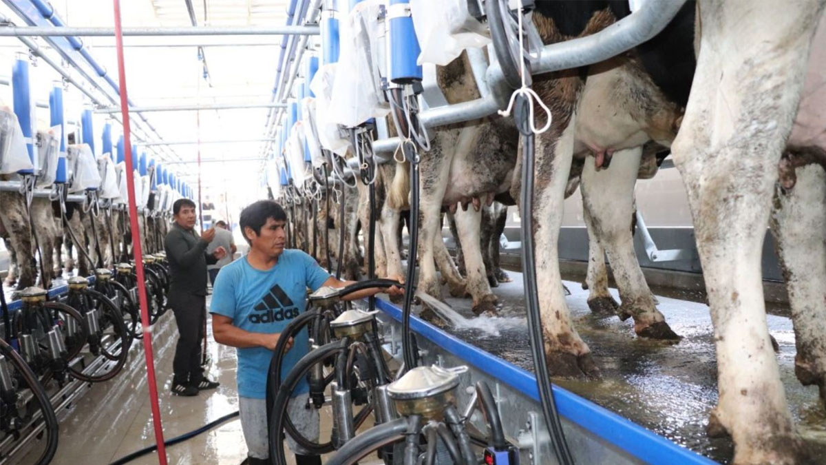 Oportunidades y retos para consolidar la ganadería peruana en 2025