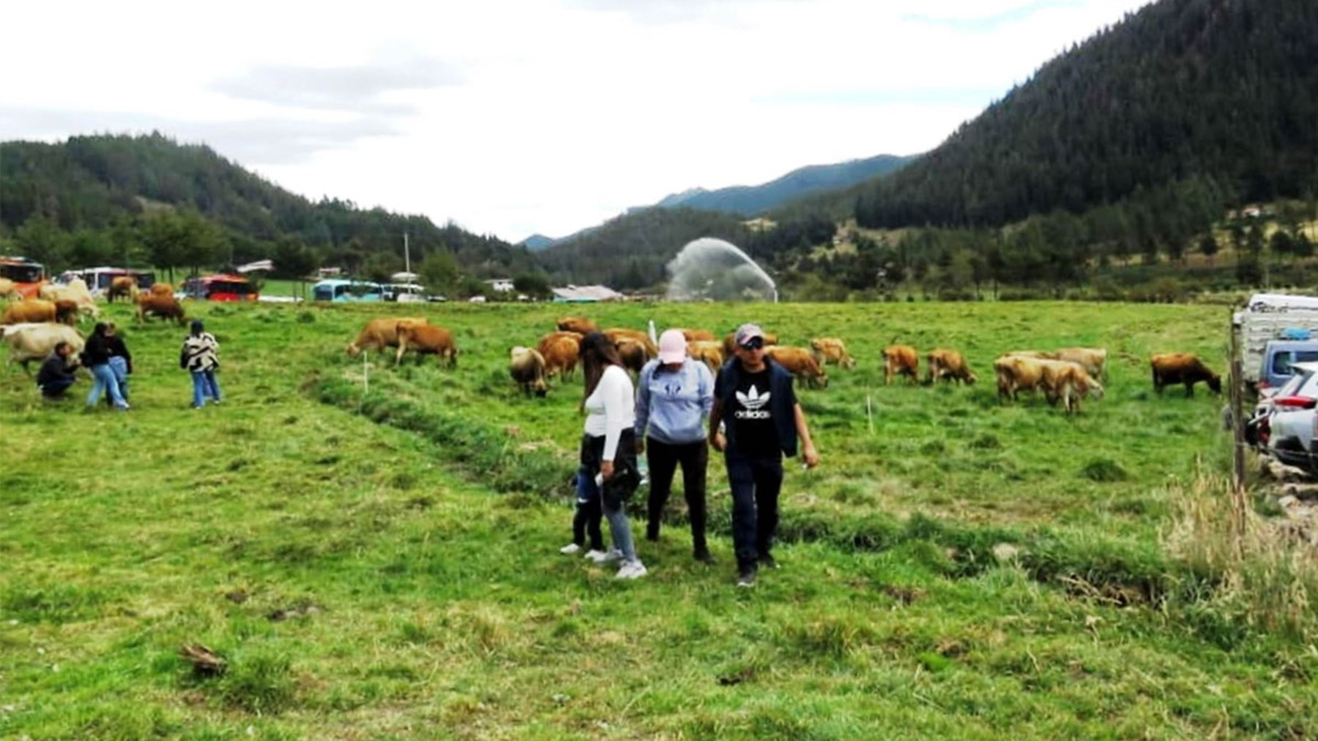 Enfermedad Respiratoria Bovina: El nuevo paradigma