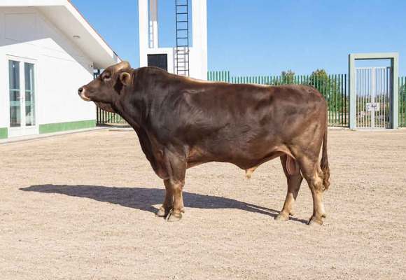INIA producirá hasta 6 mil pajillas de semen bovino al mes en Arequipa
